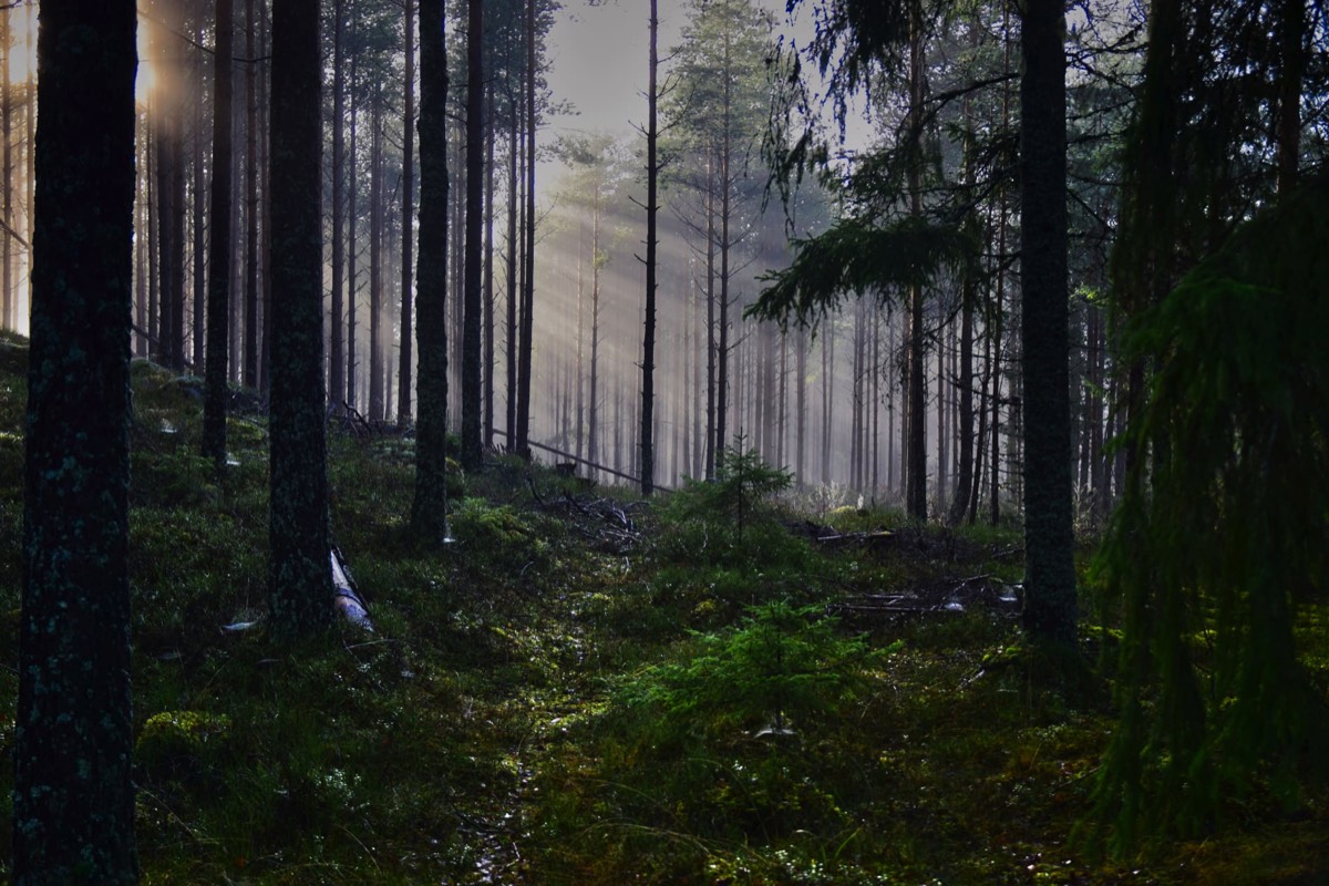 zweeds woud met zonne stralen